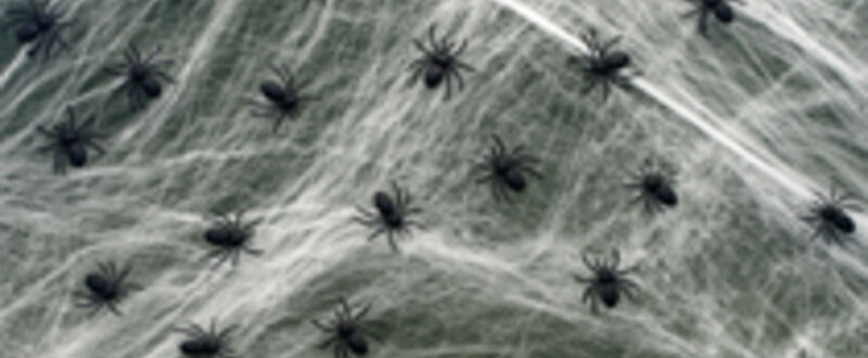 Spider web teaser